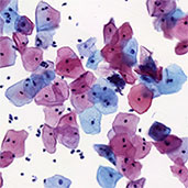 Cytological service